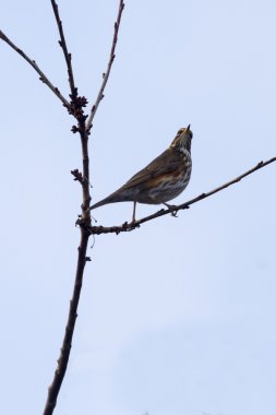 Redwing dala tünemiş