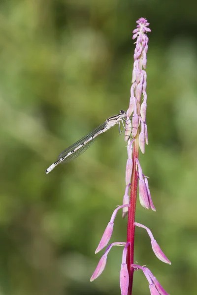 Damselfly on grass — Stock Photo, Image