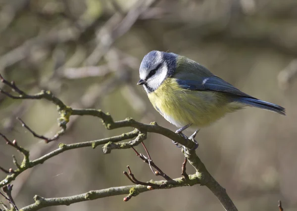 Blue Tit — Stock Photo, Image