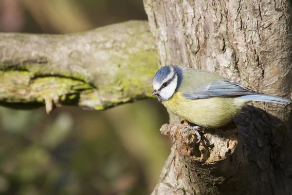 Tetta azzurra (Parus caeruleus ) — Foto Stock