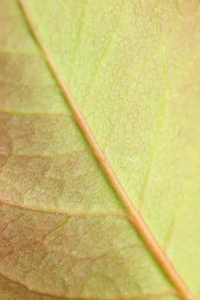 Folha verde — Fotografia de Stock