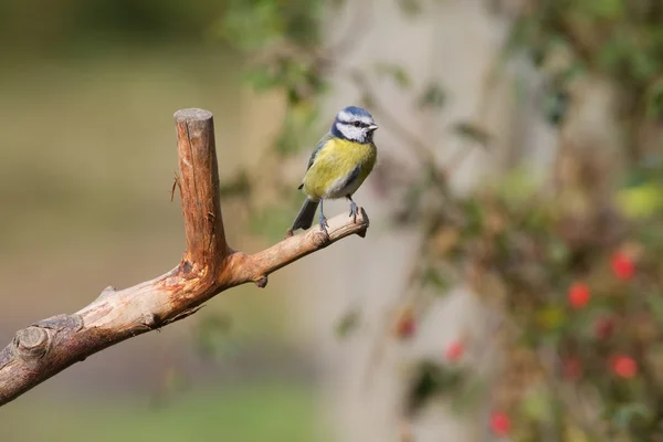 Blue Tit — Stock Photo, Image