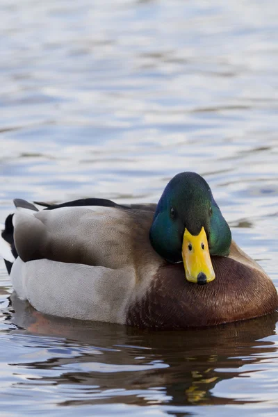 Mallard duck — Stockfoto