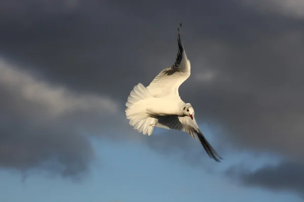Сельдевая чайка — стоковое фото