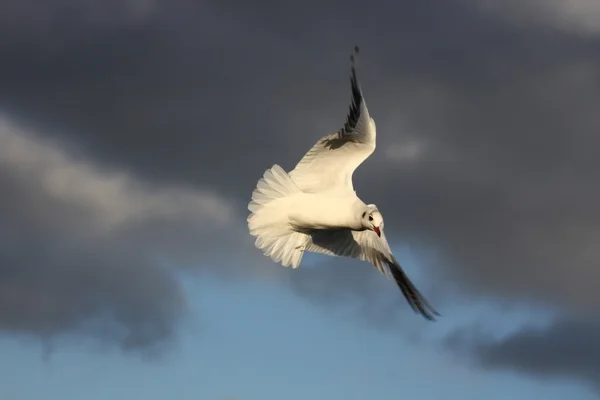 Gaivota arenque — Fotografia de Stock