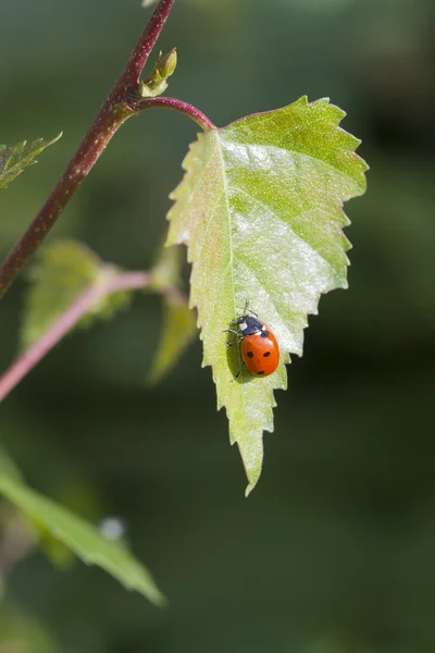 Marienkäfer klettert auf Blatt — Stockfoto