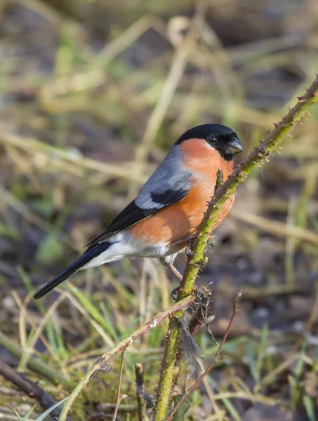 Bullfinch no ramo — Fotografia de Stock