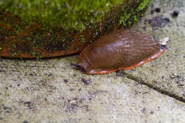 Babosa roja — Foto de Stock