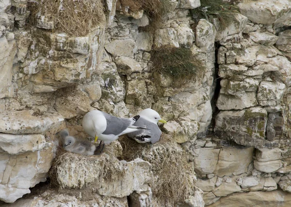 Kittiwake (rissa tridactyla ) — 图库照片