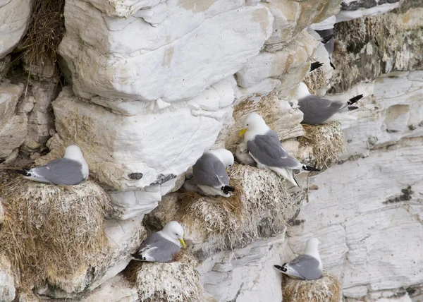 Kittiwake (rissa tridactyla ) — 图库照片