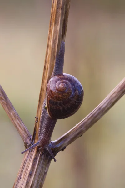 Caracol de jardín — Foto de Stock