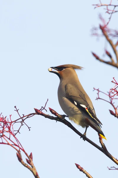 Waxwing eating a berry — Stock Photo, Image