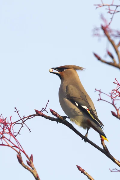 Waxwing κατανάλωση μιας μούρο — Φωτογραφία Αρχείου