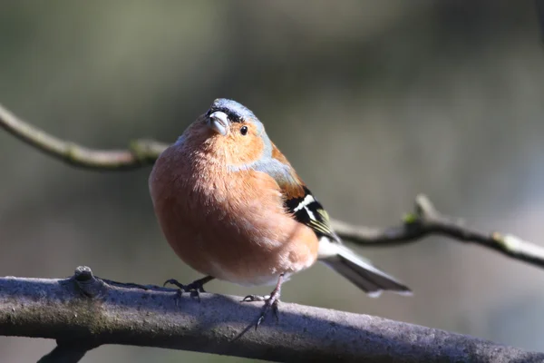 Bullfinch on branch — Stock Photo, Image