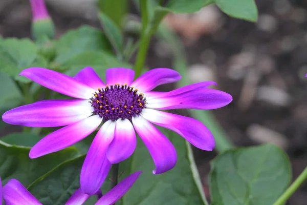 Senetti λουλούδι — Φωτογραφία Αρχείου