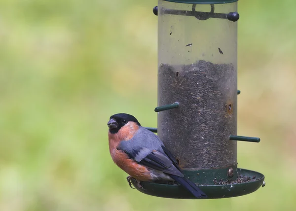 Bullfinch (Pirrácula pirrácula) ) — Fotografia de Stock