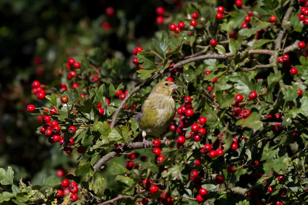 Greenfinch preched  in hawthorn — Stock Photo, Image