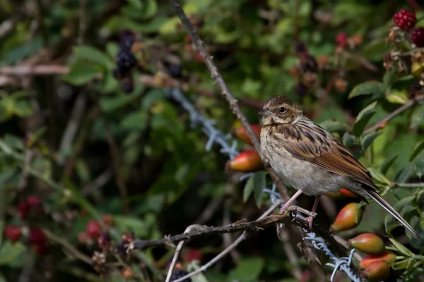 리드 멧 새 (emberiza schoeniclus) — 스톡 사진