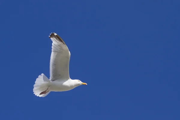 Сельдевая чайка — стоковое фото