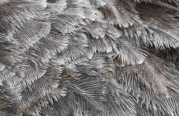 Plumas de avestruz —  Fotos de Stock