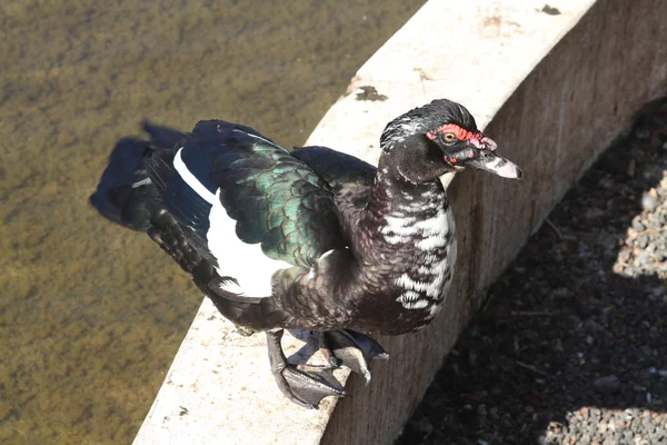 Muscovy Duck — Stock Photo, Image