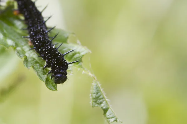 Caterpillar peacock butterfly — Stock Photo, Image