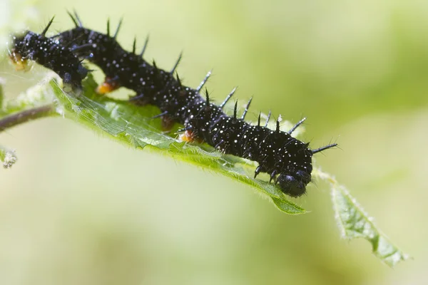 Caterpillar peacock butterfly — Stock Photo, Image
