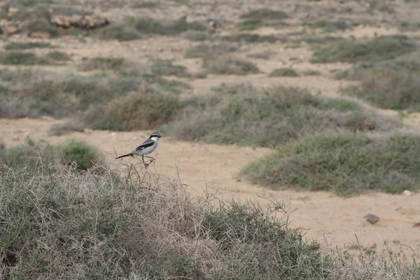 Shrike gris sur —  Fotos de Stock