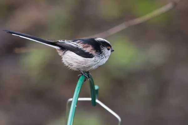 Długo tailed tit — Zdjęcie stockowe