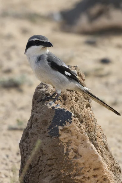 Southern Grey Shrike — Stock Photo, Image