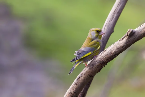Greenfinch preched на гілці — стокове фото