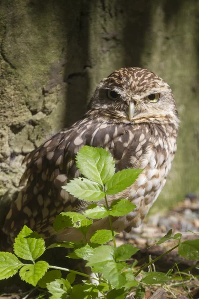 Burrowing owl — Stock Photo, Image