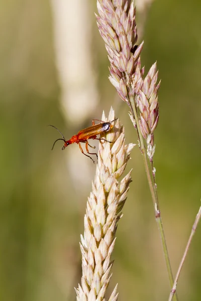 甲壳虫 (rhagonycha 病菌) — 图库照片