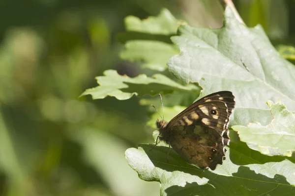 Speckled wood butterfly — Stock Photo, Image