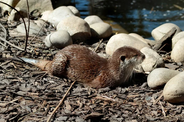 Istirahat otter수 달 휴식 — Stok fotoğraf