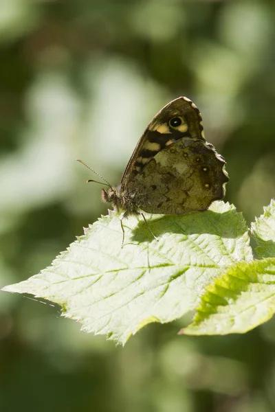 Speckled wood butterfly — Stock Photo, Image