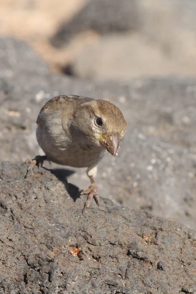 Fuerteventura dan serçe — Stok fotoğraf