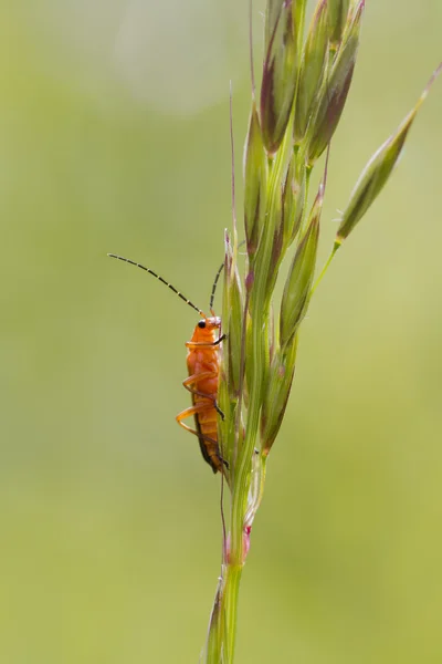 Böceği (rhagonycha fulva) — Stok fotoğraf