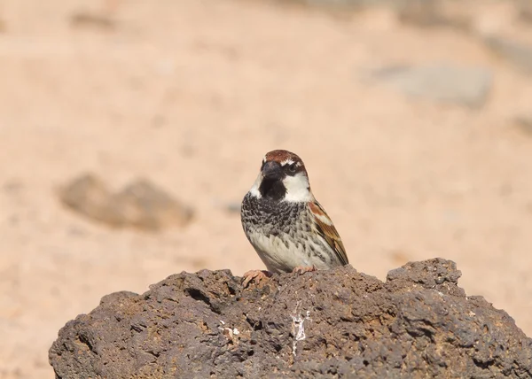 Mus van fuerteventura — Stockfoto