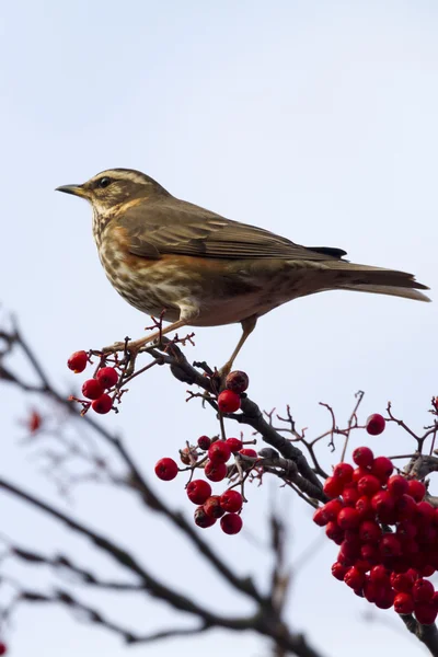 Redwing perched on branch — Stock Photo, Image