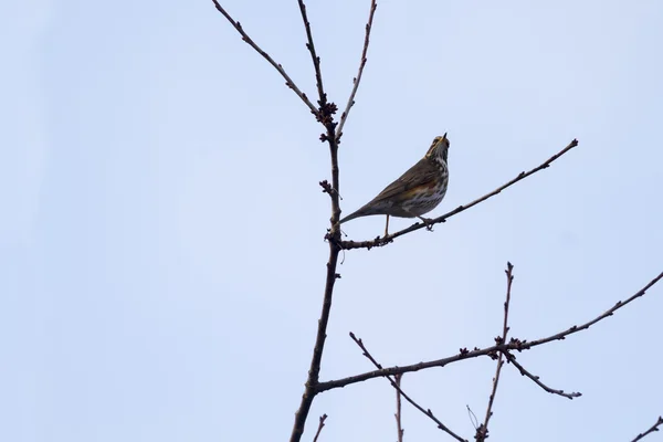 Rotauge auf Ast gehockt — Stockfoto