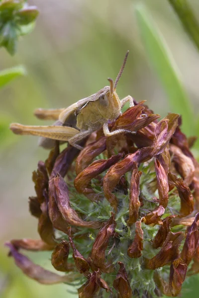 Heuschrecke auf Blatt — Stockfoto