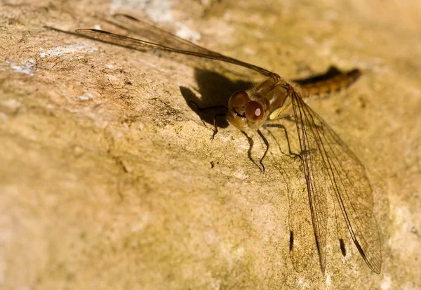 在岩石上的蜻蜓 — 图库照片