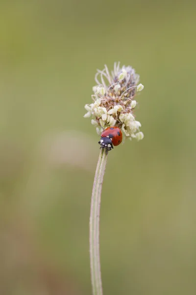 Pequeña mariquita — Foto de Stock