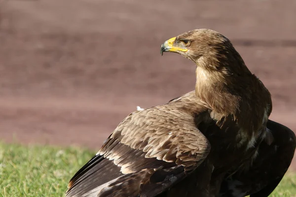 Bird of Prey — Stock Photo, Image