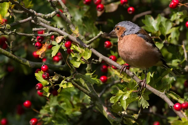 Pinzón (Fringilla coelebs ) — Foto de Stock