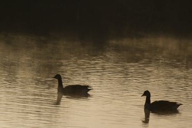 kazların silhouettes