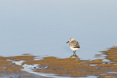 Sanderling (Calidris alba)