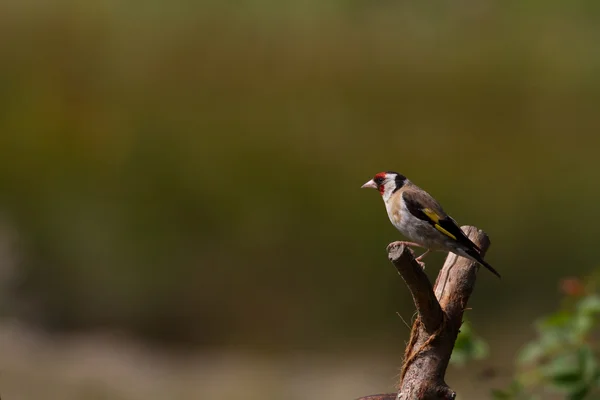 Goldfinch na filial — Fotografia de Stock