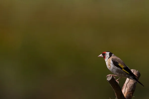 Saka kuşu dalı — Stok fotoğraf